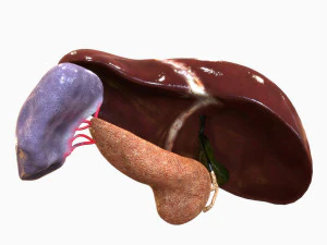 Human Hepatic System 3D Model