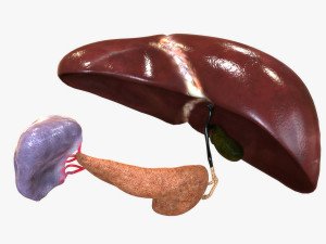 Human Hepatic System Model 3D
