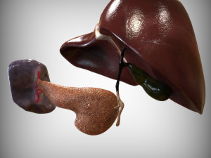 Human Hepatic System Model 3D
