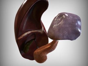 Human Hepatic System Model 3D