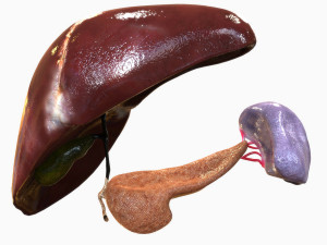 Human Hepatic System Model 3D