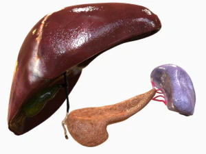 Human Hepatic System 3D Model
