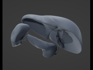 Human Hepatic System Model 3D