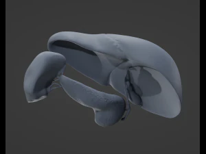 Human Hepatic System 3D Model