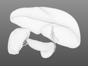 Human Hepatic System Model 3D