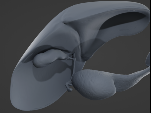Human Hepatic System Model 3D