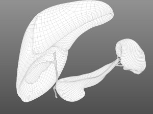 Human Hepatic System Model 3D
