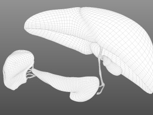 Human Hepatic System Model 3D