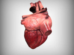 Cora&ccedil;&atilde;o Humano Modelo 3D