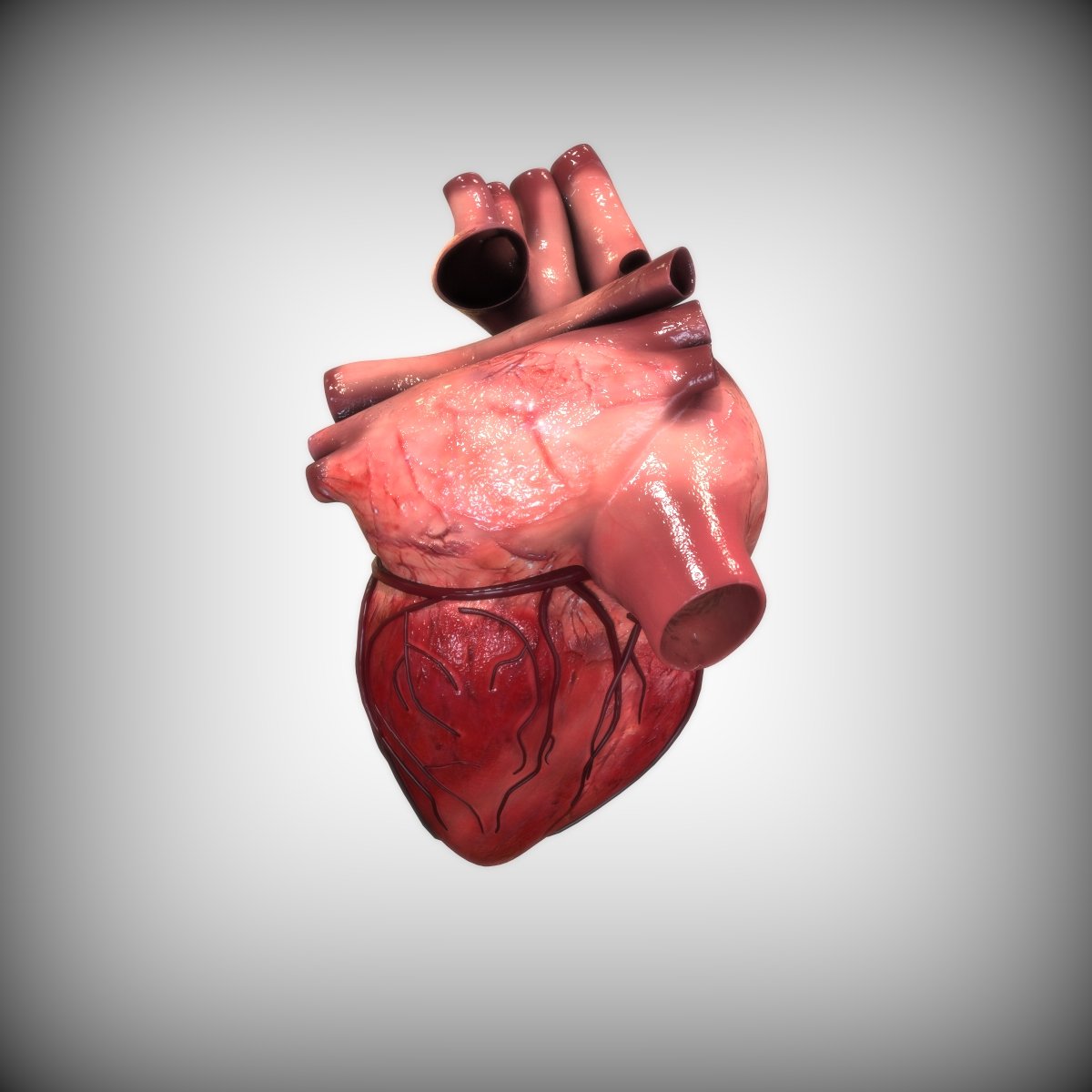 Heart iv. Человеческое сердце настоящее. Сердце человека со всех сторон. Форма сердца анатомия. Анатомическое сердце 3d.