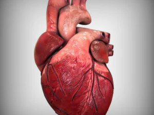 Cora&ccedil;&atilde;o Humano Modelo 3D