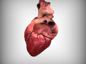 Cora&ccedil;&atilde;o Humano Modelo 3D