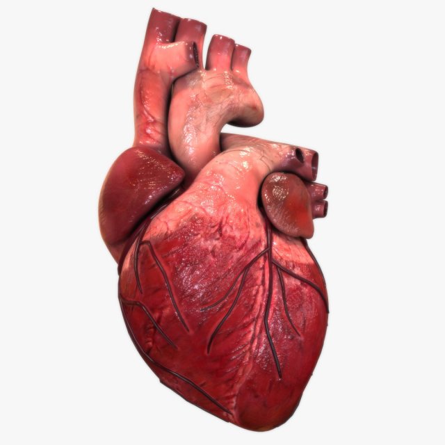 Human Heart 3D मॉडल .c4d .max .obj .3ds .fbx .stl .blend 