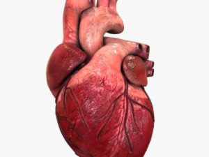 Human Heart 3Dモデル