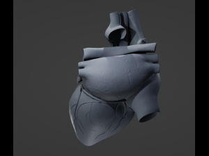 Human Heart 3D मॉडल