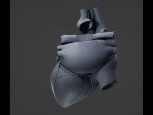 Cora&ccedil;&atilde;o Humano Modelo 3D