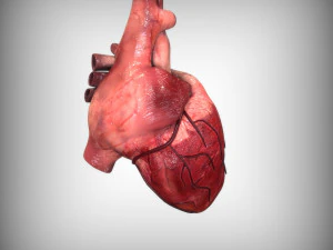 Cora&ccedil;&atilde;o Humano Modelo 3D