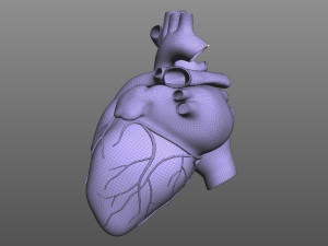 Human Heart 3D मॉडल
