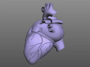 Cora&ccedil;&atilde;o Humano Modelo 3D