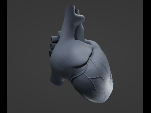 Human Heart 3D मॉडल
