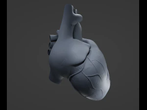 Cora&ccedil;&atilde;o Humano Modelo 3D