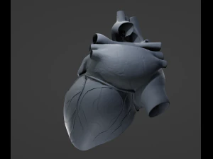 Cora&ccedil;&atilde;o Humano Modelo 3D