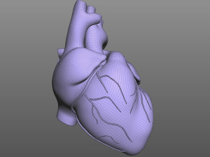 Human Heart 3D मॉडल