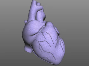 Cora&ccedil;&atilde;o Humano Modelo 3D