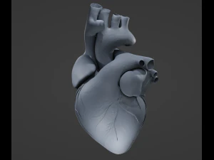 Cora&ccedil;&atilde;o Humano Modelo 3D