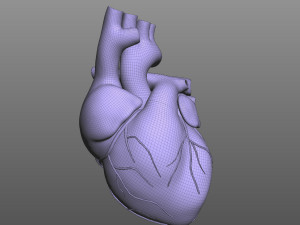 Human Heart 3D मॉडल