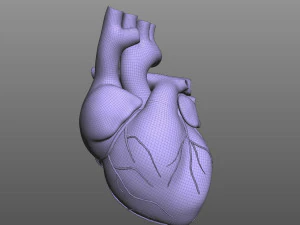 Cora&ccedil;&atilde;o Humano Modelo 3D