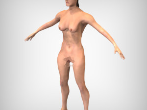 Human Heart 3D मॉडल