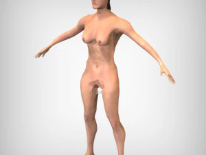 Cora&ccedil;&atilde;o Humano Modelo 3D