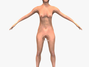 Human Heart 3D मॉडल