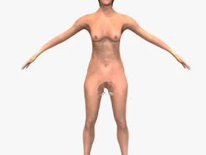 Cora&ccedil;&atilde;o Humano Modelo 3D