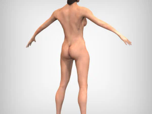 Cora&ccedil;&atilde;o Humano Modelo 3D