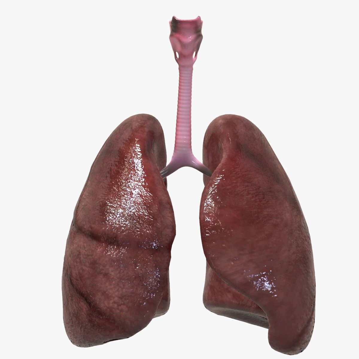 Human Healthy Lungs 3D Model .c4d .max .obj .3ds .fbx .stl .blend 