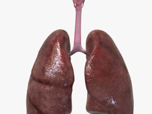 Human Healthy Lungs 3D Model