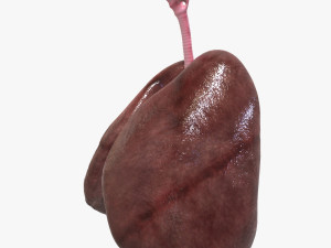 Human Healthy Lungs Modelo 3D