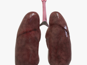 Human Healthy Lungs Modelo 3D