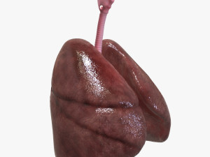 Human Healthy Lungs Modelo 3D