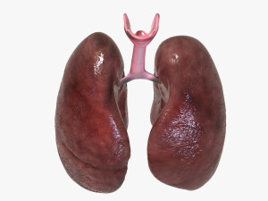 Human Healthy Lungs Modelo 3D