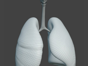 Human Healthy Lungs Modelo 3D