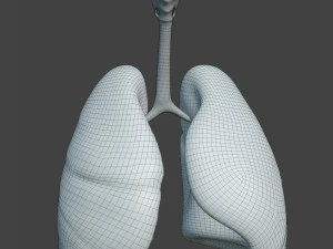 Human Healthy Lungs 3D Model