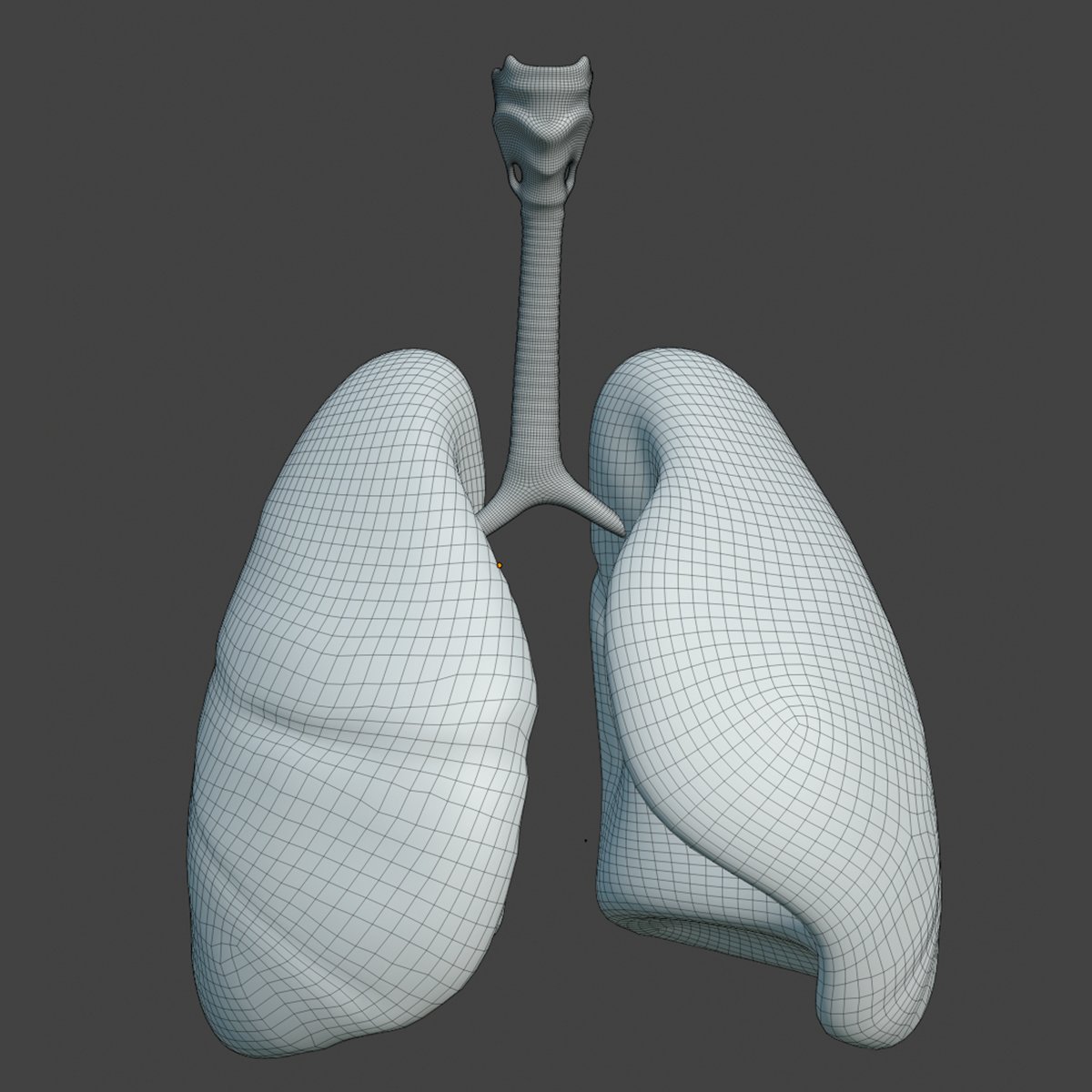 Легкие 3 д модели. Модель легких человека. Трехмерная модель. 3d-модель медведь низкополигональный. Skull 3d model малополигональная.