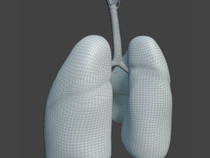 Human Healthy Lungs Modelo 3D