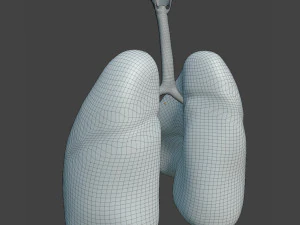 Human Healthy Lungs 3D Model