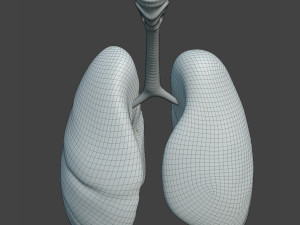 Human Healthy Lungs Modelo 3D