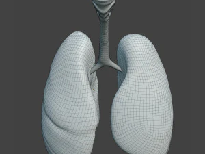 Human Healthy Lungs 3D Model