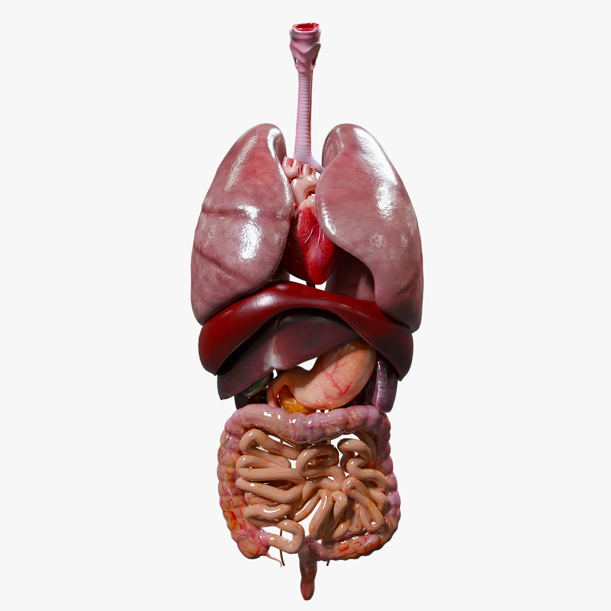 Internal Organs 3D Model .c4d .max .obj .3ds .fbx .stl .blend 